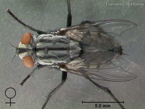Figure 5. Dorsal view of adult female Sarcophaga crassipalpis Macquart, a flesh fly.