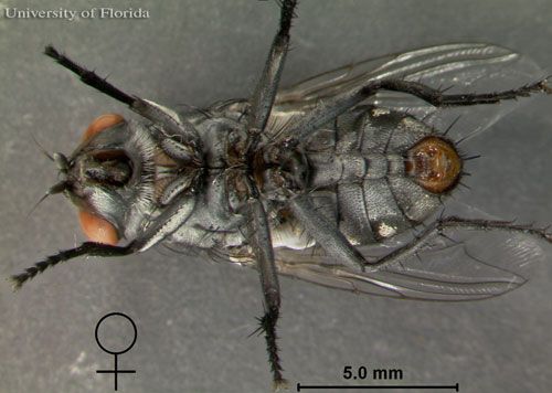 Figure 7. Ventral view of adult female Sarcophaga crassipalpis Macquart, a flesh fly.