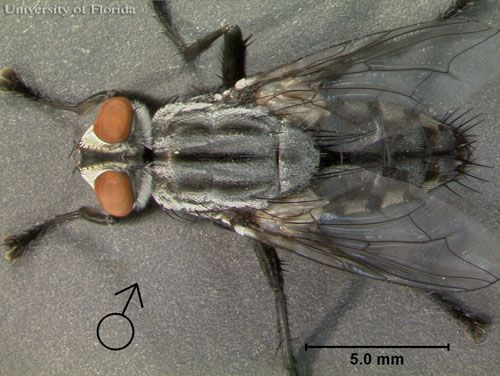 Figure 6. Dorsal view of adult male Sarcophaga crassipalpis Macquart, a flesh fly.