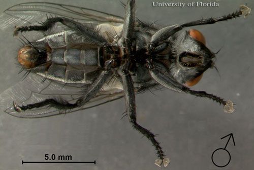 Figure 8. Ventral view of adult male Sarcophaga crassipalpis Macquart, a flesh fly.