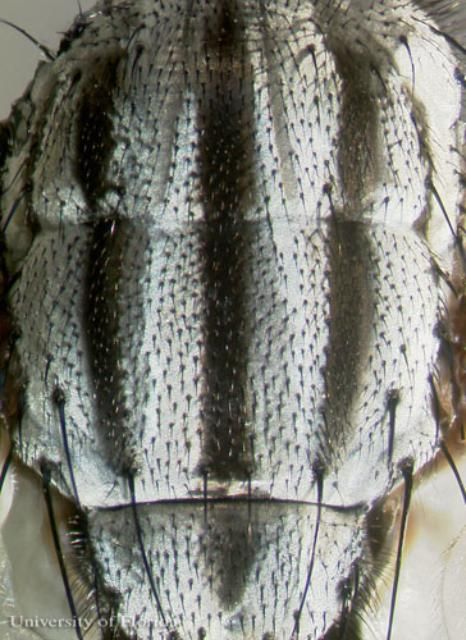 Figure 2. Dorsal view of the three thoracic stripes on Sarcophaga  crassipalpis Macquart, a flesh fly. The head is at the top of the image.