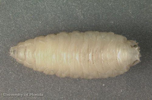 Figure 17. Dorsal view of the pre-pupa larval stage of Sarcophaga crassipalpis Macquart, a flesh fly. The head is to the left.