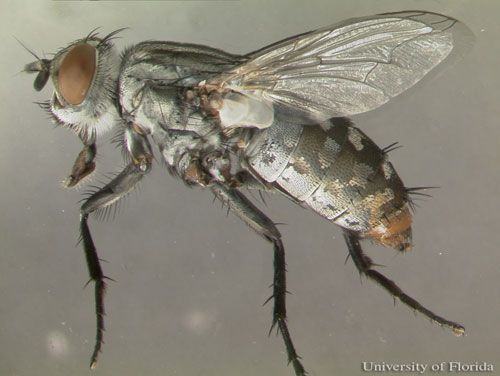 Figure 13. Lateral view of adult Sarcophaga crassipalpis Macquart, a flesh fly.