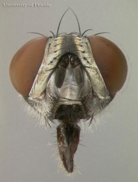 Figure 4. Frontal view of the head of Sarcophaga crassipalpis Macquart,  a flesh fly.