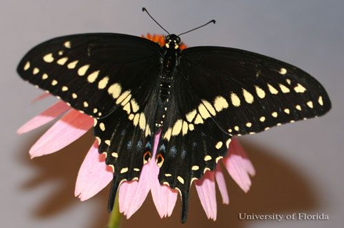 Figure 3. Adult male eastern black swallowtail, Papilio polyxenes asterius (Stoll), with wings spread.