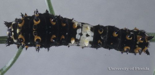 Figure 6. Dorsal view of a 2nd instar larva of the eastern black swallowtail, Papilio polyxenes asterius (Stoll). Head is to the left.