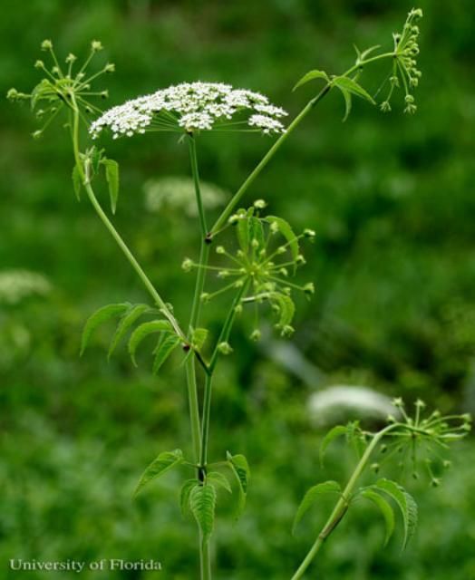 Figure 16. Spotted water hemlock, Cicuta maculata L., a host of the eastern black swallowtail, Papilio polyxenes asterius (Stoll).