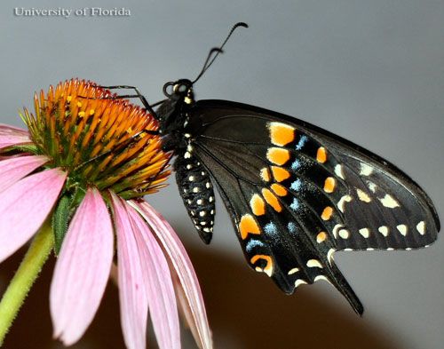Figure 4. Adult male eastern black swallowtail, Papilio polyxenes asterius (Stoll), with wings closed.