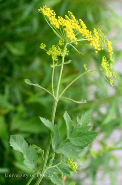 Figure 19. Wild parsnip, Pastinaca sativa L., a host of the eastern black swallowtail, Papilio polyxenes asterius (Stoll).