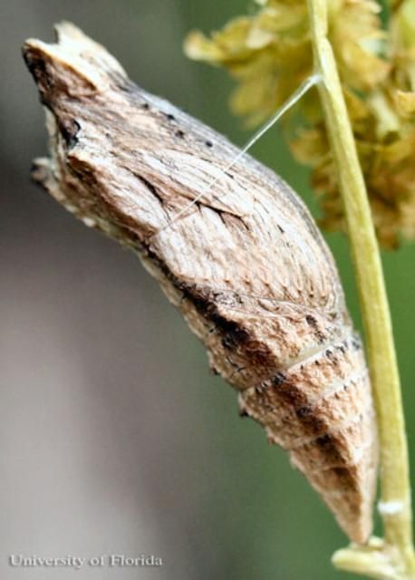 Figure 12. Brown pupa of the eastern black swallowtail, Papilio polyxenes asterius (Stoll).