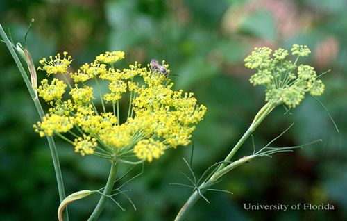 Figure 23. Sweet fennel (flowers), Foeniculum vulgare Mill., a host of the eastern black swallowtail, Papilio polyxenes asterius (Stoll).
