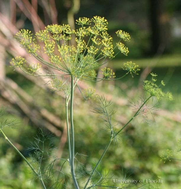 Figure 21. Dill, Anethum graveolens L., a host of the eastern black swallowtail, Papilio polyxenes asterius (Stoll).