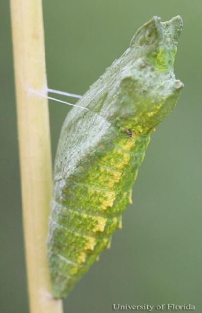Figure 11. Green pupa of the eastern black swallowtail, Papilio polyxenes asterius (Stoll).