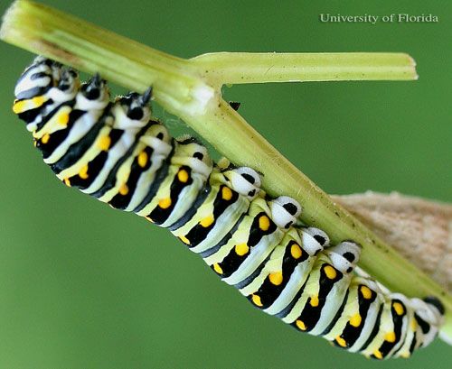 Figure 9. Full-grown larva of the eastern black swallowtail, Papilio polyxenes asterius (Stoll). Head is to the upper left.
