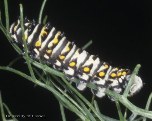 Figure 8. Lateral view of older larva of the eastern black swallowtail, Papilio polyxenes asterius (Stoll). Head is to the left.