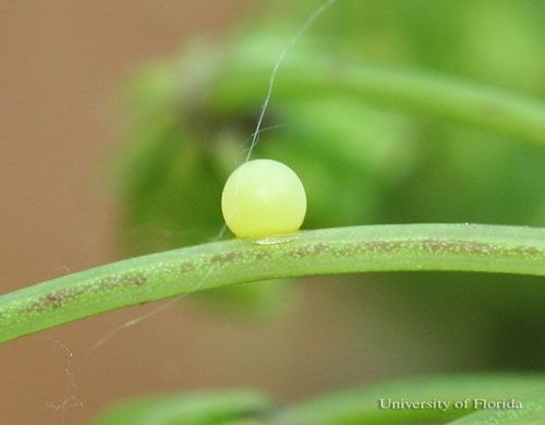 Figure 5. Eastern black swallowtail, Papilio polyxenes asterius (Stoll), egg on spotted water hemlock, Cicuta maculata L.