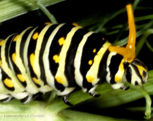 Figure 13. Eastern black swallowtail, Papilio polyxenes asterius (Stoll), with osmeterium extruded.