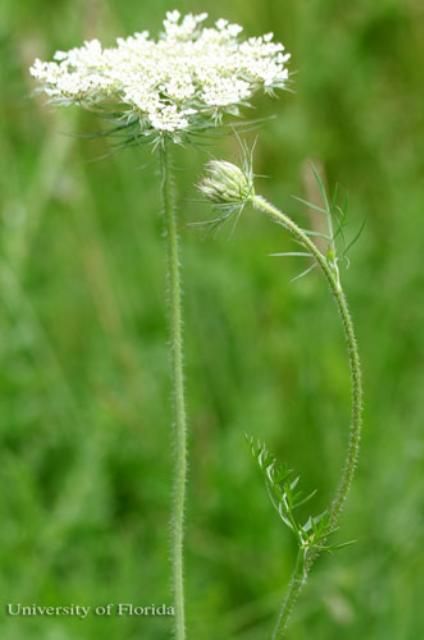 Figure 18. Queen Anne's lace, Daucus carota L., a host of the eastern black swallowtail, Papilio polyxenes asterius (Stoll).