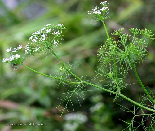 Figure 14. Mock bishopweed or herbwilliam, Ptilimnium capillaceum (Michx.) Raf., a host of the eastern black swallowtail, Papilio polyxenes asterius (Stoll).