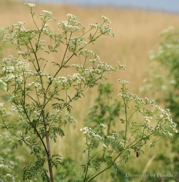 Figure 20. Poison hemlock, Conium maculatum L., a host of the eastern black swallowtail, Papilio polyxenes asterius (Stoll).