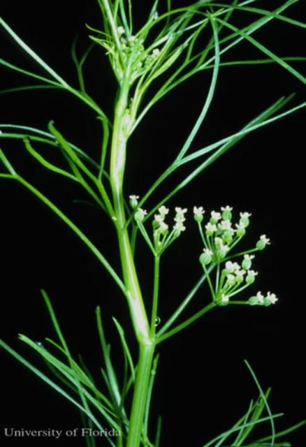 Figure 15. Roughfruit scaleseed, Spermolepis divaricata (Walter) Raf., a host of the eastern black swallowtail, Papilio polyxenes asterius (Stoll).