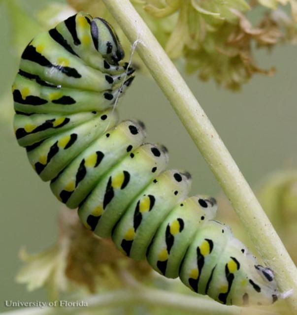 Figure 10. Prepupa of the eastern black swallowtail, Papilio polyxenes asterius (Stoll), attached to silk pad with cremaster and supported by silk girdle.