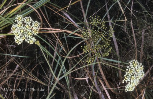 Figure 17. Water cowbane, Oxypolis filiformis (Walter) Britton, a host of the eastern black swallowtail, Papilio polyxenes asterius (Stoll).