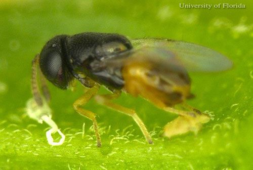 Figure 4. Adult female Diaphorencyrtus aligarhensis (Shafee, Alam and Agarwal), a parasitoid of the Asian citrus psyllid, Diaphorina citri (Kuwayama), parasitizing a second instar Diaphorina citri nymph.