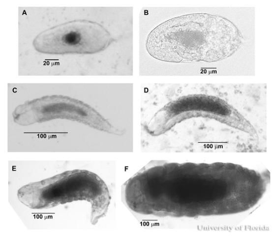 Figure 2. Immature life stages of Diaphorencyrtus aligarhensis (Shafee, Alam and Agarwal), a parasitoid of the Asian citrus psyllid, Diaphorina citri (Kuwayama). Eggs shown 12 hours (A) and 24 hours (B) after oviposition. First (C), second (D), third (E) instar larvae, and a fourth instar larva (F) shown shortening by constriction upon entering the prepupal stage.