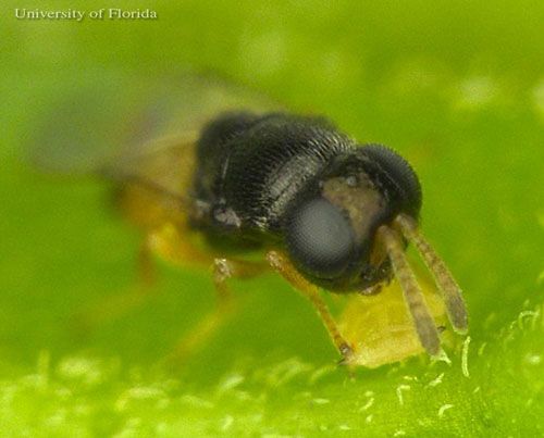 Figure 5. Adult female Diaphorencyrtus aligarhensis (Shafee, Alam and Agarwal), a parasitoid of the Asian citrus psyllid, Diaphorina citri (Kuwayama), host feeding on the internal fluids of a second instar Diaphorina citri nymph.