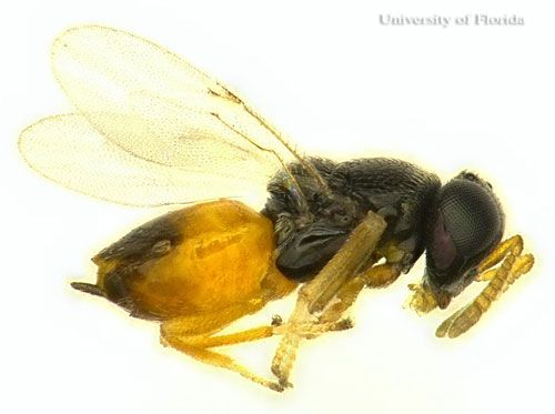 Figure 1. Adult female Diaphorencyrtus aligarhensis (Shafee, Alam and Agarwal), a parasitoid of the Asian citrus psyllid, Diaphorina citri (Kuwayama).