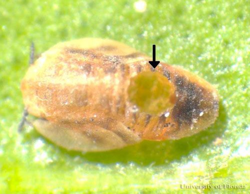Figure 6. A mummy of the Asian citrus psyllid, Diaphorina citri Kuwayama, with an abdominal exit hole characteristic of the emergence of a endoparasitoid Diaphorencyrtus aligarhensis (Shafee, Alam and Agarwal).