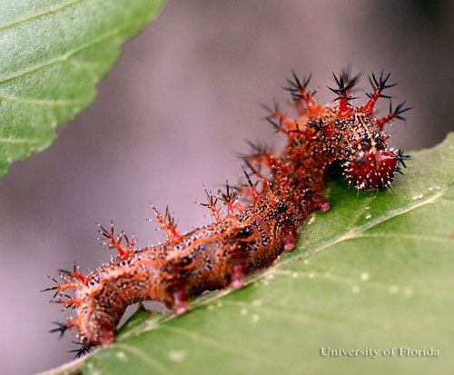 Figure 7. Larva of the question mark, Polygonia interrogationis (Fabricius), larva with black-tipped, reddish spines.