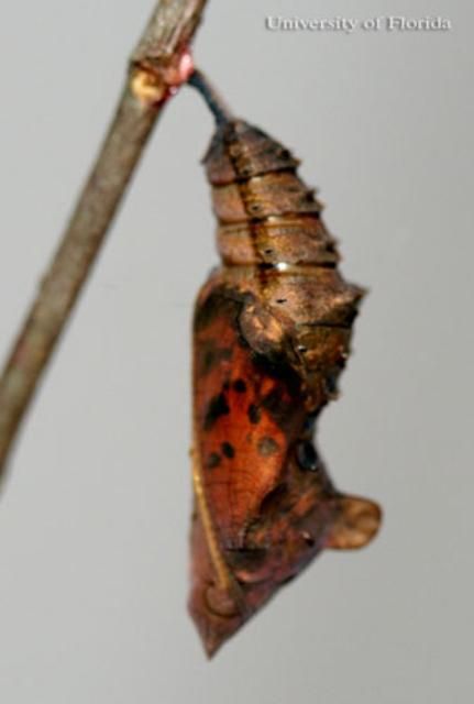 Figure 2. Preadult of the question mark, Polygonia interrogationis (Fabricius).
