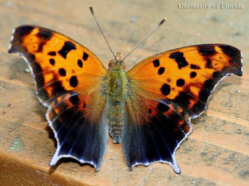 Figure 4. Newly emerged summer form adult of the question mark, Polygonia interrogationis (Fabricius).