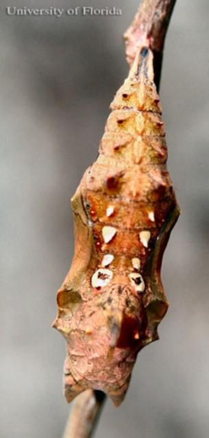 Figure 10. Dorsal view of a pupa of the question mark, Polygonia interrogationis (Fabricius).