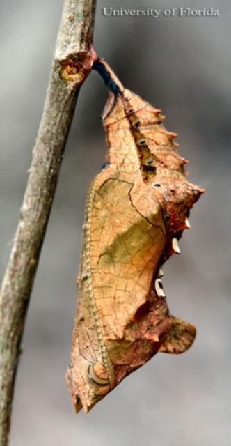 Figure 9. Side view of a pupa of the question mark, Polygonia interrogationis (Fabricius).