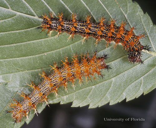 Figure 6. Larvae of the question mark, Polygonia interrogationis (Fabricius), showing variation in body and spine color.