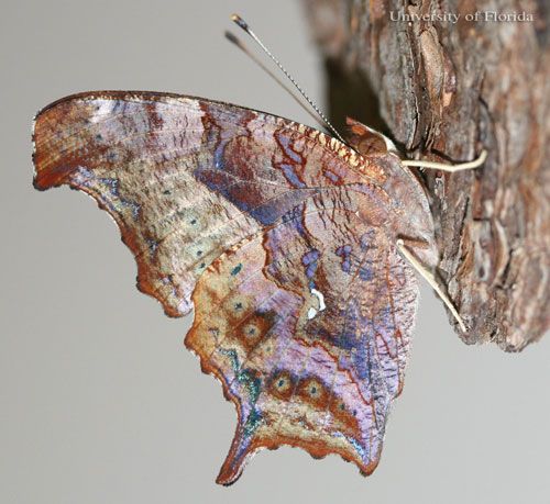 Figure 1. Newly emerged adult of the question mark, Polygonia interrogationis (Fabricius), with wings fully expanded and closed.