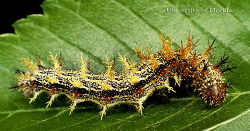 Figure 8. Larva of the question mark, Polygonia interrogationis (Fabricius), larva with black-tipped, yellow spines.