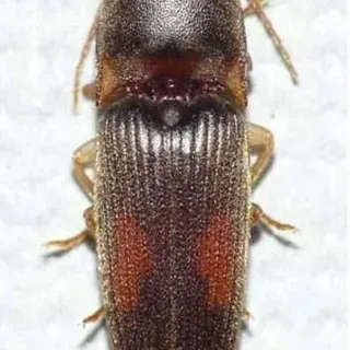 EENY-507/IN909: A Wireworm Conoderus rudis (Brown) (Insecta: Coleoptera ...