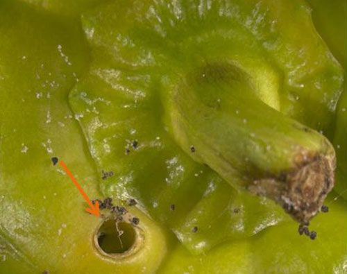 Figure 12. Damage to pepper (arrow points to burrowing hole) due to feeding by larvae of the European pepper moth, Duponchelia fovealis (Zeller).
