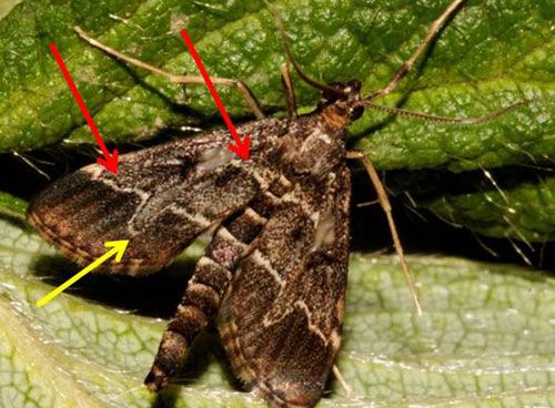 Figure 1. Adult European pepper moth, Duponchelia fovealis (Zeller), showing two identification features: yellowish-white transverse lines (red arrows) and pronounced finger (yellow arrow) that points towards the back edge of the wing.
