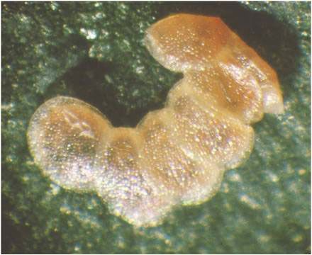 Figure 6. Egg mass of the European pepper moth, Duponchelia fovealis (Zeller), overlapping like tiles.