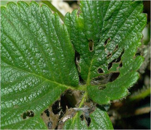 Figure 11. Feeding damage to strawberry leaves caused by larvae of the European pepper moth, Duponchelia fovealis (Zeller). Note rounded or crescent-shaped holes.