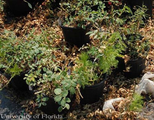 Figure 15. Detritus, such as seen around these containers of roses, is an ideal monitoring area for European pepper moth, Duponchelia fovealis (Zeller).