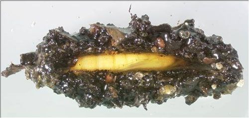 Figure 10. Cocoon and pupa of the European pepper moth, Duponchelia fovealis (Zeller). A portion of the cocoon was removed to expose the pupa.