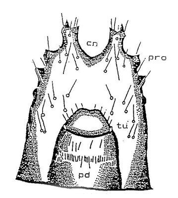 Figure 6. Ninth abdominal segment ventral view showingpseudopod (pd), tubercles (tu)