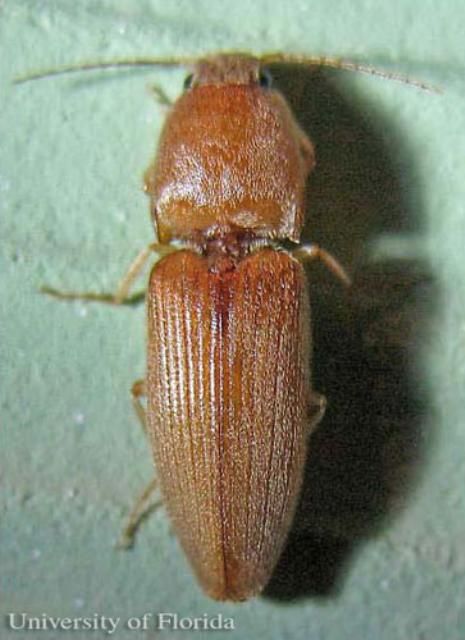 Figure 1. Adult Conoderus scissus Schaeffer, a wireworm.