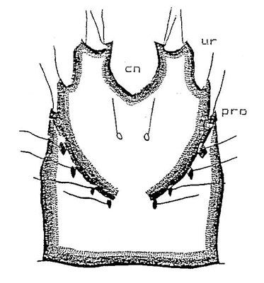 Figure 5. Dorsal view of ninth abdominal segment showing caudal notch (cn), urogomphi (ur), protuberance (pro).